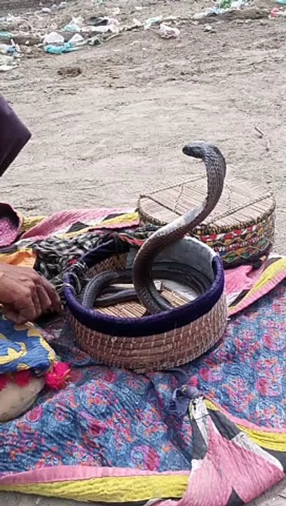 Snake Sanghar