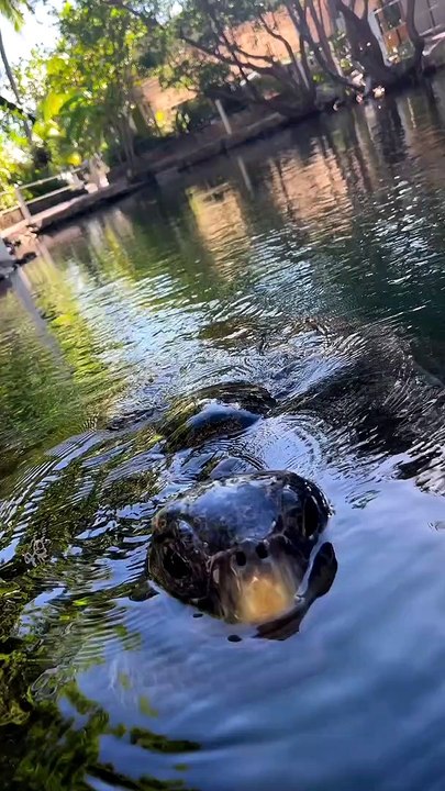 Tortue-Moment de paix