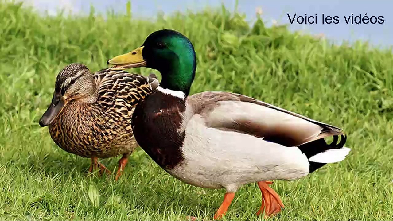 Les  canards Col vert