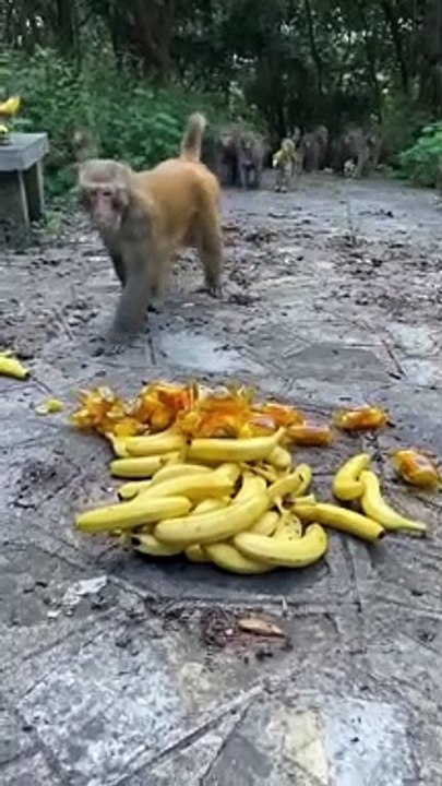 The monkey king first takes three banana monkeys