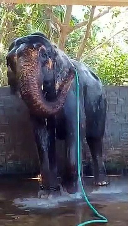 Un éléphant heureux