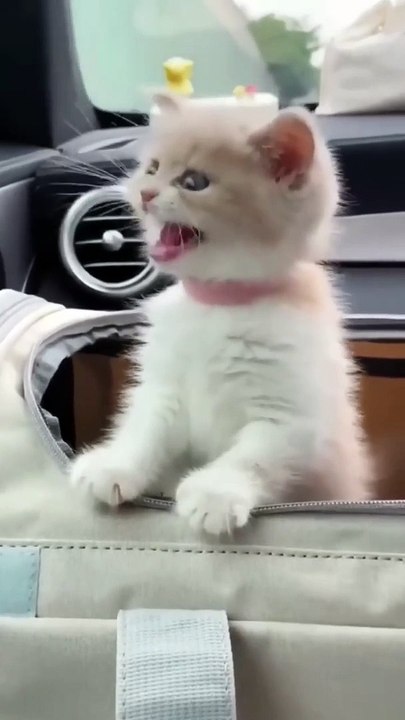 #funnycats