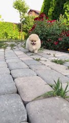 Bumble Bee Song ❤️