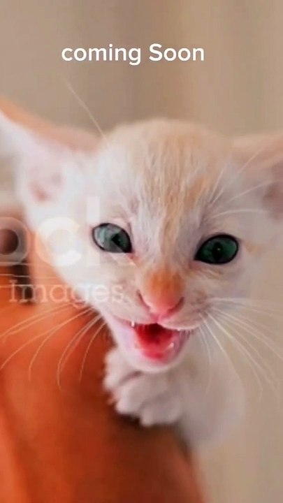 Cute Kitten ❤️
