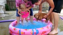Baby and Dog are Best Friends Funny Fails Baby Video