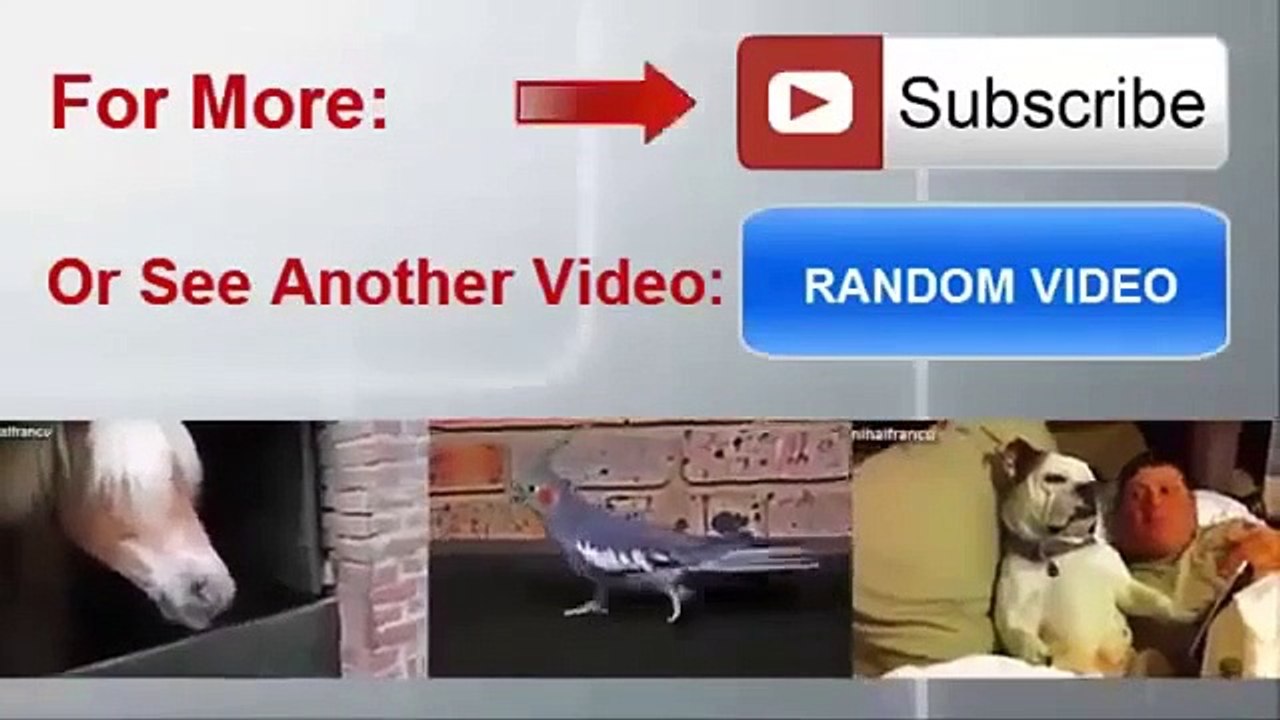 Best funny animal videos compilation 2014 Funny Cats and Kittens Meowing Compilation 2014