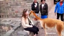 Funny Videos Llama Attack Running Vine   Funny Cats   Funny Animals Compilation   Funny Vines 2015