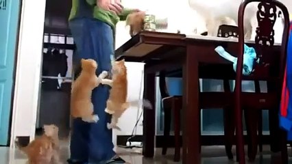 HD ✶ Funny Videos Try Not To Laugh Funny Animals Best Funny Franks 2016