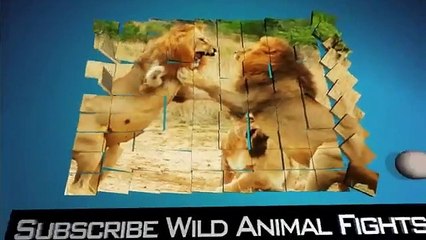 Biggest Wild Animal Fights 5   Amazing Videos