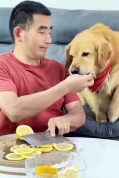 Funny animals moment funny cat funny dog fun videos funniest person