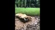 Funny animals moment . Funniest person  funny animals videos moment  Monkey funny moments