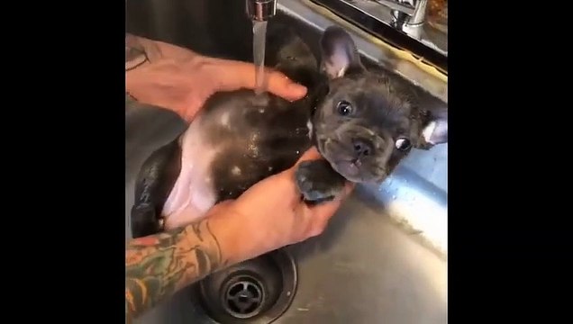 Funniest person . Funny animals videos. Funny Cat funny. Funny Dog