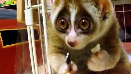 funny video clip, funny animal loris and cat funny