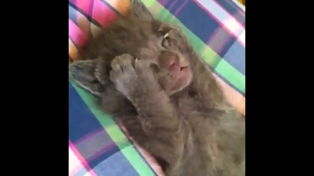 FUNNY VIDEOS Funny Cats Funny Animals Funny Moments Funny Cat Vines
