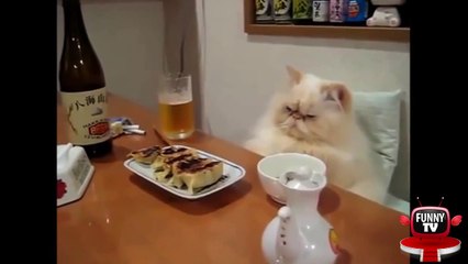 Ultimate Animal Fails 7 April 2015    BEST FUNNY TV funny videos, funny pranks, funny animals