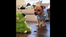 Dog & Cat Reaction Funny Animals Moment