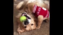 Funnyanimals moment and very funny video for you
