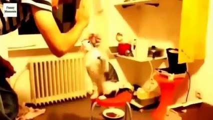 Funny Animals   Funny Cats   Funny Cats And Dogs   Top Funniest Video Compilation 2015