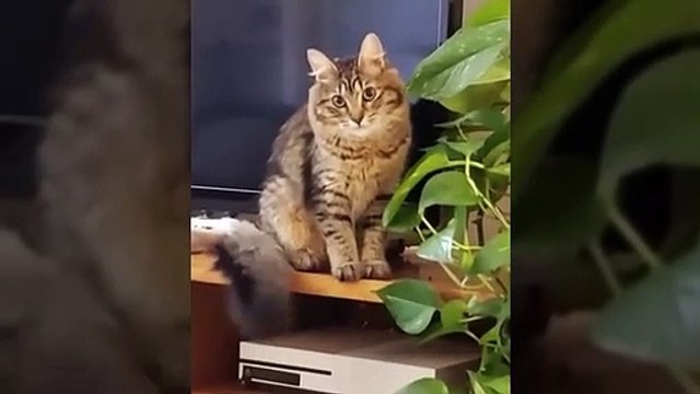 Funniest And Cutest Dogs And Cats Funny Pet Animals' Life Animals Videos Funny Animals Fun More (2)