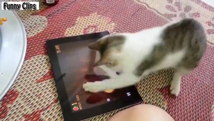 Funny Video   Funny Animal   Funny Cats Compilation 2015    NEW   funny animals compilation (2)