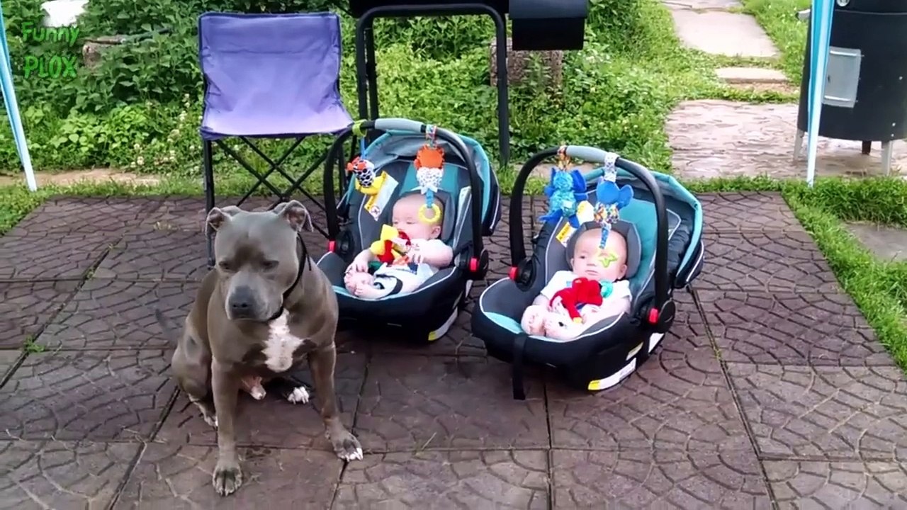 Funny Dogs Protecting Babies Compilation (2017)