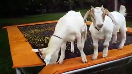 Ultra cute animal stuff