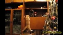 Funny cat videos 2015   Funny cat vines   Funny fails Cats Videos Cool Crazy Cats funny vines Videos