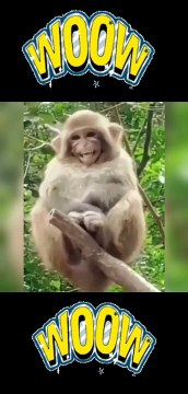 funny monkey videos.funny monkeys will make you laugh hard