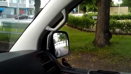 Funny Animal Reaction When In Front Mirror compilation 2014   Funny Animals Videos HD