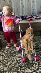 Cute Pet AnimalsViral Funny Faip Clips #Video__ #trending #animals #funny