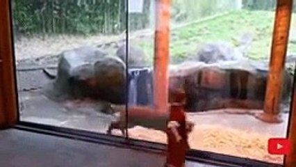 Funny moment animal & human moment #1