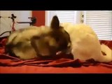 Funny and Cute Videos   Funny Cute Animal Videos   Cute Cats And Dogs Compilation 2015 #1