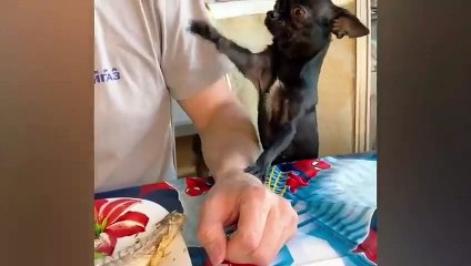 Funny animals. Fun. Funny videos. Funny animals moment 2022