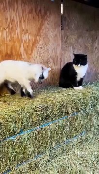 Funniest And Cutest Dogs And Cats Funny Pet Animals' Life Animals Videos Funny Animals Fun More (4)