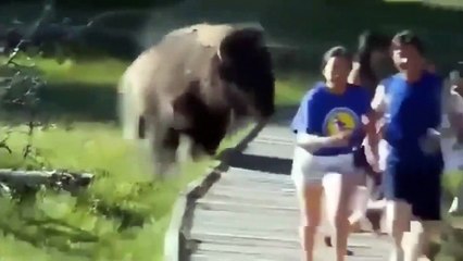 World Most Funny Animal Videos Compilation 2014 Funny animal fail