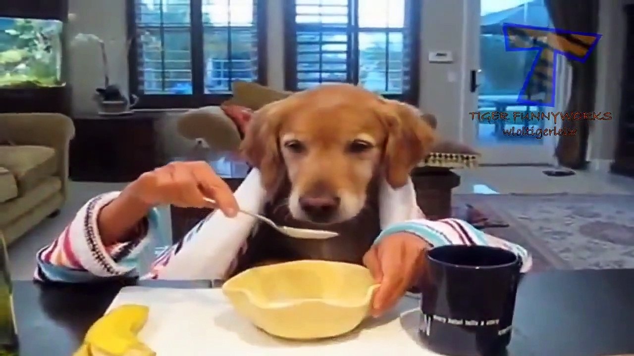 Cats and dogs eating with hands Funny and cute animal compilation