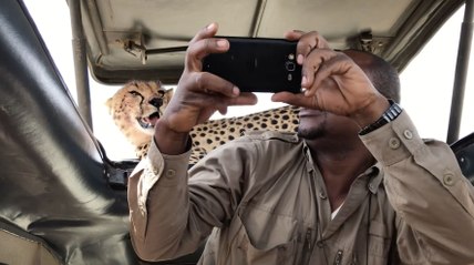 Incredible Cheetah Selfie In Serengeti | Wild-ish TV