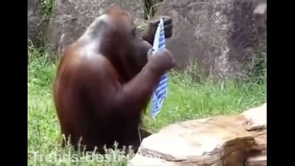 FUNNY MONKEY VIDEOS MONKEY PLAY COMPILATION   BEST ANIMAL EVER