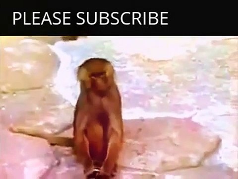 Funny Animals Videos Monkey Funny Animals Monkey Videos Funny Animals Videos