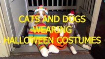 Cats and dogs wearing Halloween costumes   Funny and cute animal compilation 720p