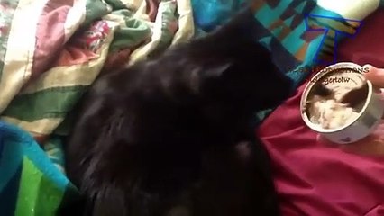 Cats and dogs wake up reactions   Funny and cute animal compilation