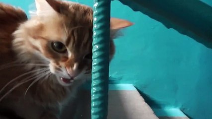 Funny Animal #11 - Angry Cats Compilation