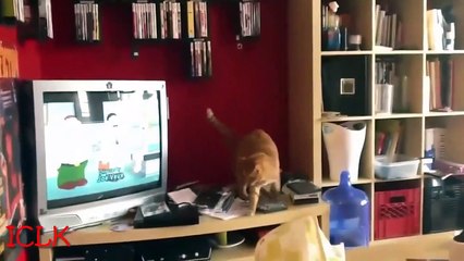 Funny Animal Videos 2015 Cat Compilation    Must See HD