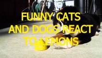 Funny cats and dogs react to lemons   Funny animal compilation
