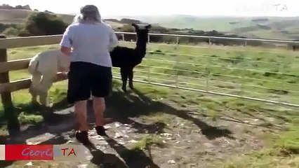 Funny Farm Animals Compilation   Funny Animal Fail Compilation   August 2015 (4)