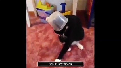 Funny Videos 2015 Funny Cat Video 2015 Funny Cats Funny Vines Funny Animals Funny Fails (2)