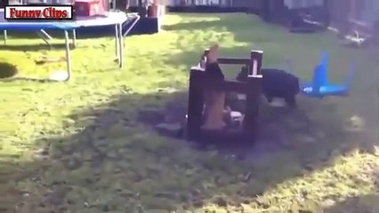 Funny Animal - Ultimate Cute Micro Pig Compilation