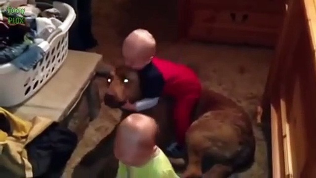 Funny Babies Riding Dogs Compilation 2017