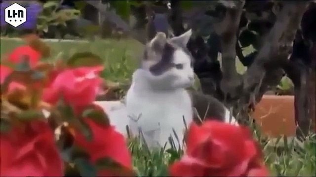 Funny cat - Funny cats videos - Funny cats compilation 2015 - Funny Animals Videos