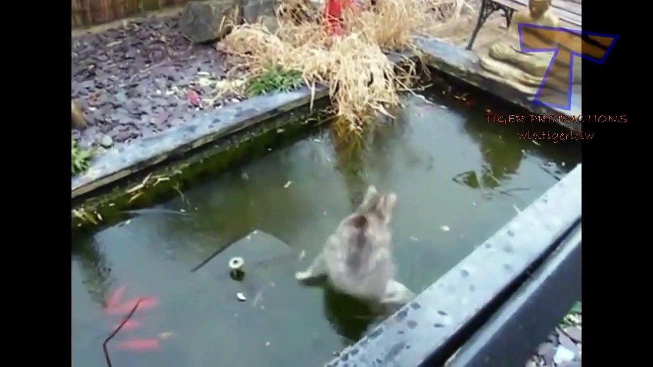 funny animal - Funny animals having problems on ice   Funny animal compilation